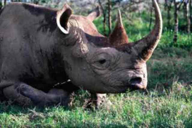 Rinoceronte Negro de África Occidental