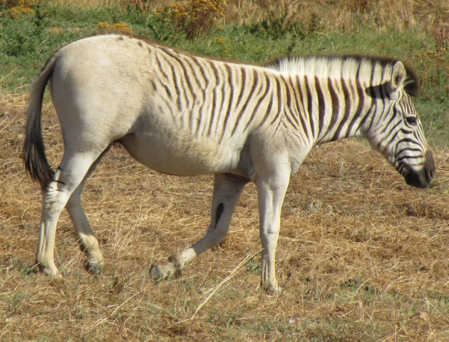Quagga