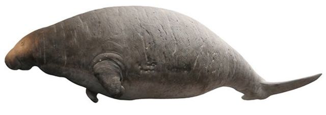 Dugong de Steller