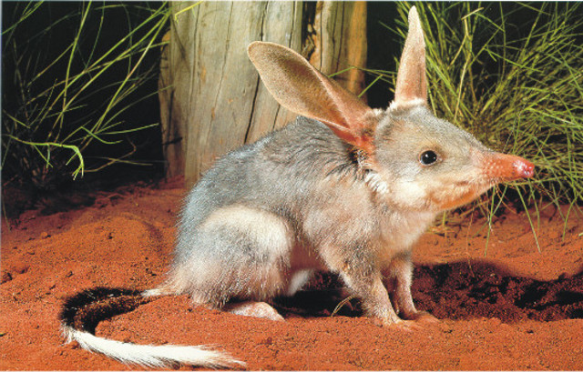 Bilby