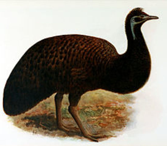 Emu negro