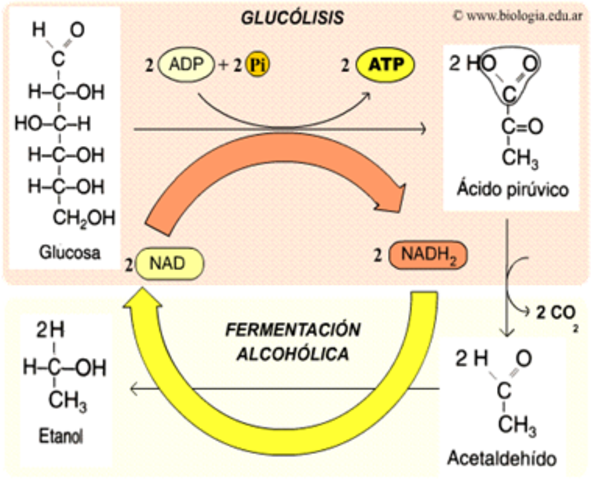 fermentación alcohólica