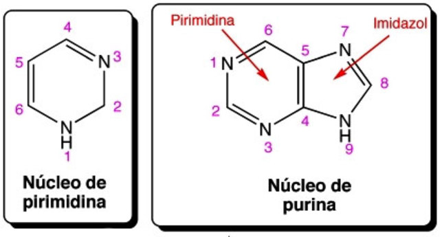 estructura de la purina