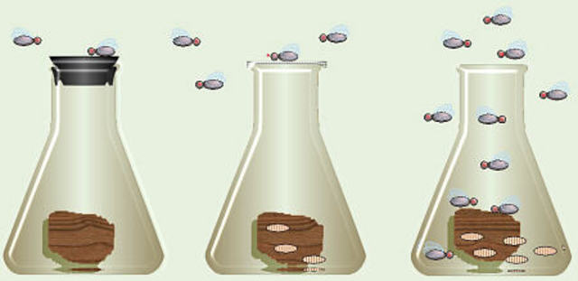 Spallanzani's Theory and Experiment