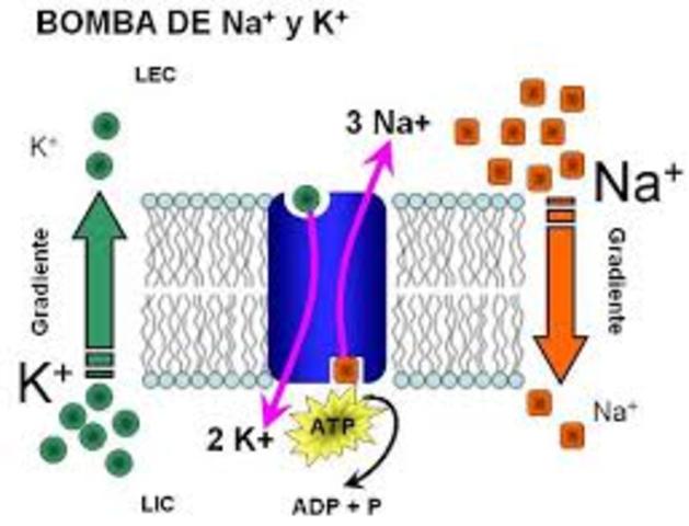Se descubre Bomba sodio-potasio