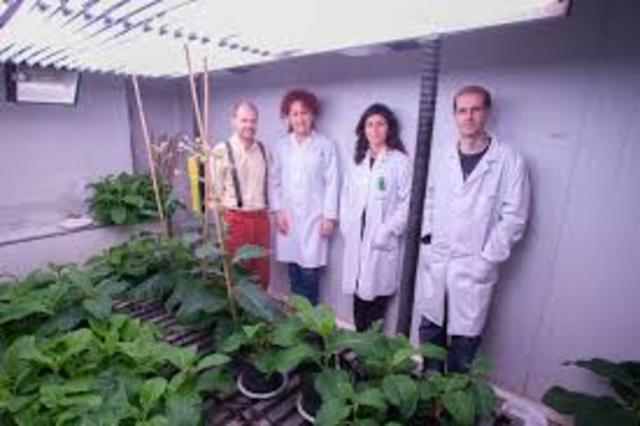 HALLAN PLANTAS DE TABACO