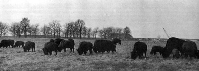 Diminished Buffalo Herds