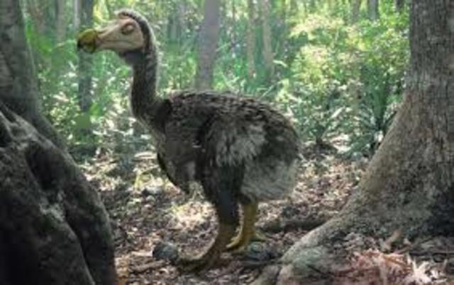 El Pájaro Dodo (Raphus cucullatus).