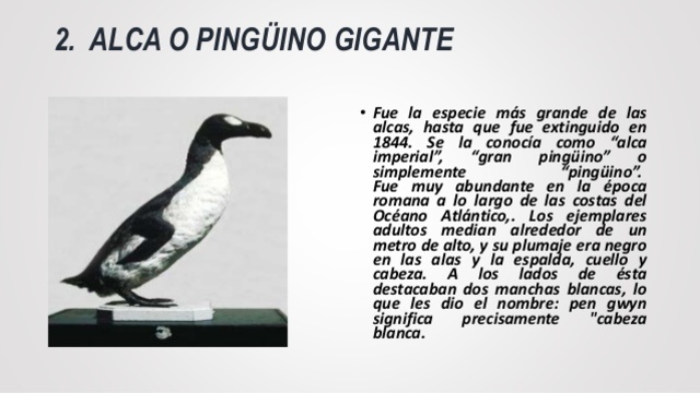 La Alca Imperial o Pingüino Gigante.