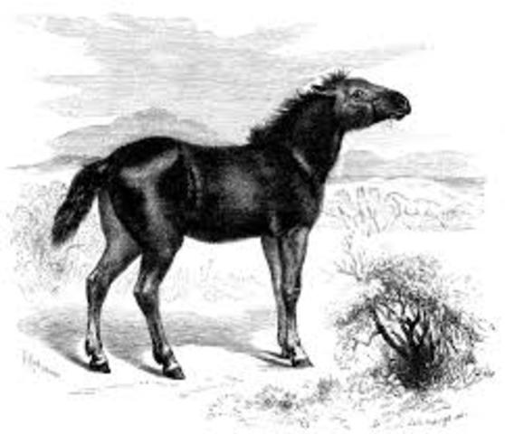 El Tarpán (Equus ferus).