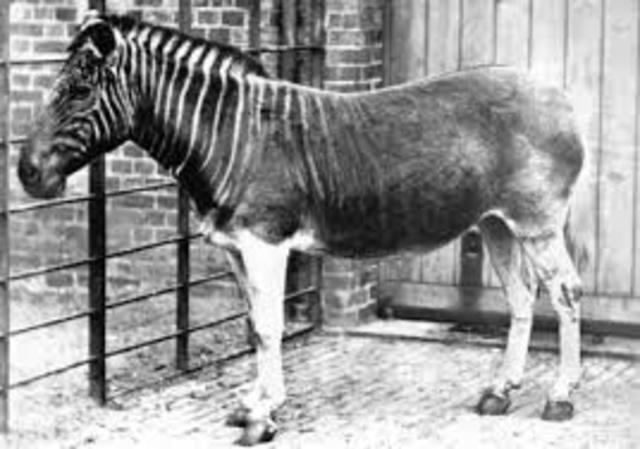 El Quagga (Equus quagga quagga).