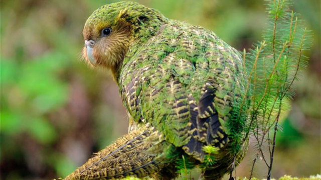 El Búho de Nueva Zelanda (lWhēkau).