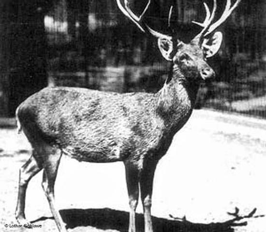 El Ciervo de Schomburgk.