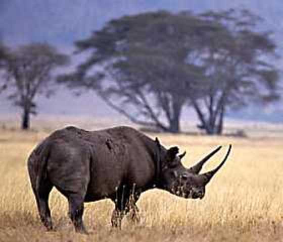 El rinoceronte Negro del Oeste.