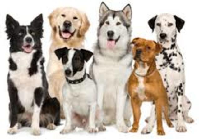 Adopt a bunch of dogs