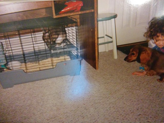 I got my first 2 pets.