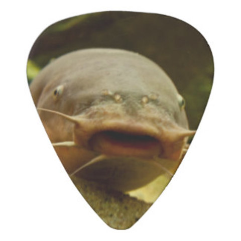 Started playing Guitar