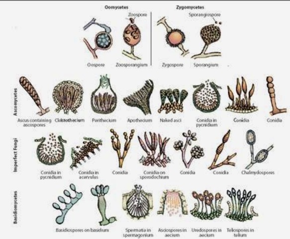 Nomenclatura de Langeron