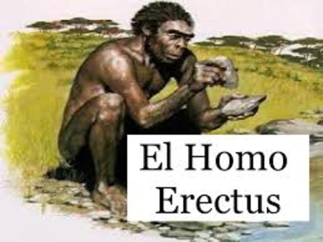2.000.000 AÑOS AC HOMO ERECTUS EL ORIGEN