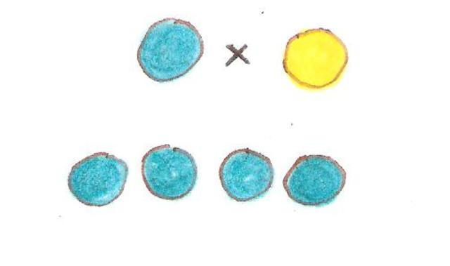 Se confirman las Leyes de Mendel