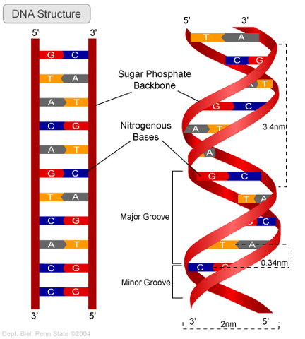 DNA Structure Discovered