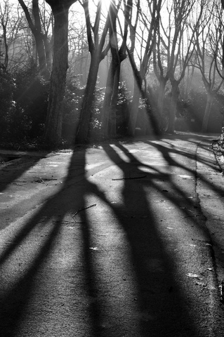 Chapter 7 - Shadows and tall trees