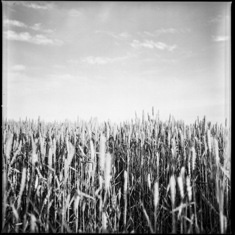 The Discovery of Cereal Grains (10,000 BCE)