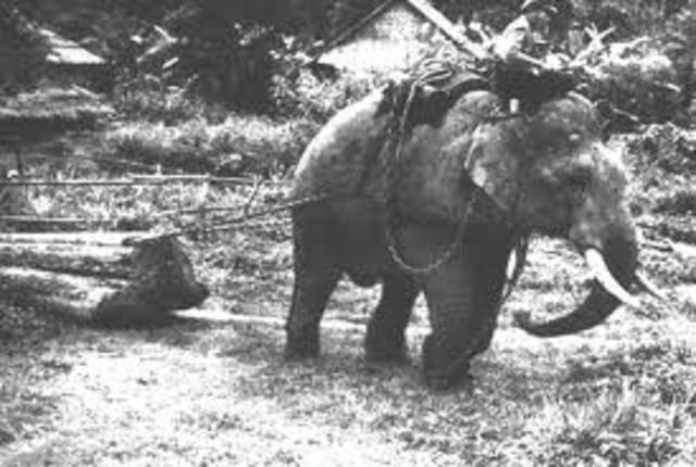 Medio de transporte a traves de animales