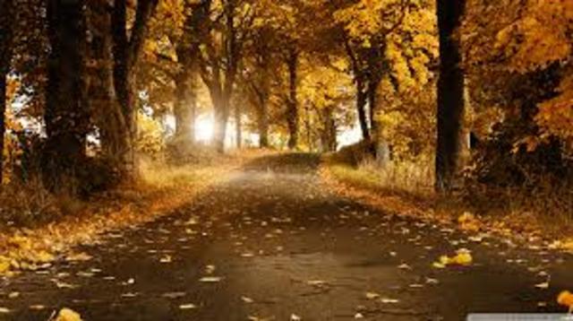 El  video  de  alta  definición