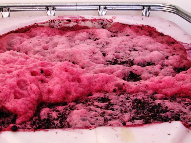 Proceso de fermentación.