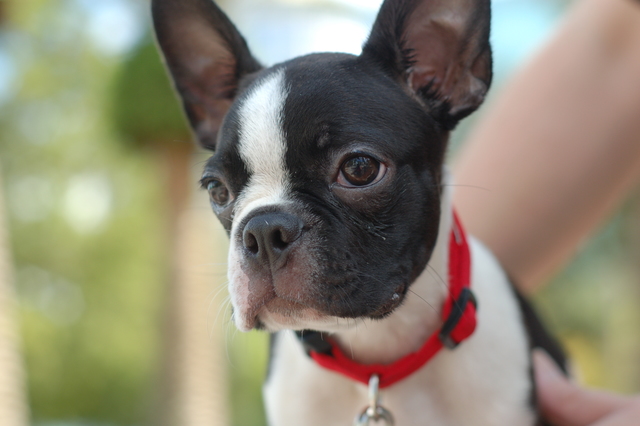 Get a boston terrier