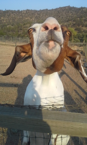 Hanging with Pixie Lou