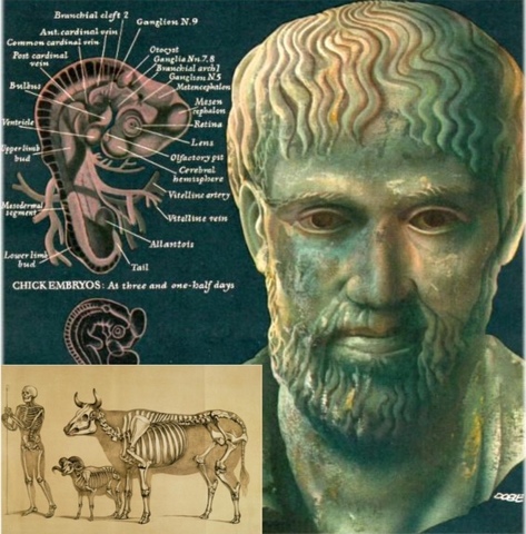 Aristóteles Padre de la Anatomía moderna y la Fisiología