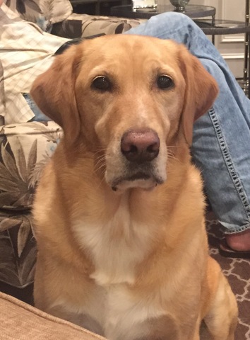 Adopted my dog Gershwin