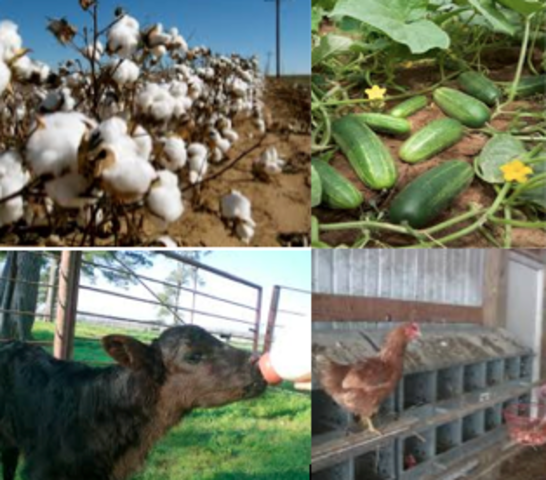 Birth of My Work Ethic