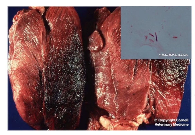 Edwin Klebs resalta la importancia de las bacterias como causante de las enfermedades.