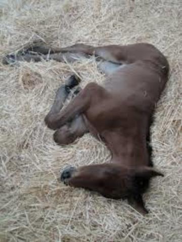 Li Ssu describe 76 enfermedades graves y etiologías