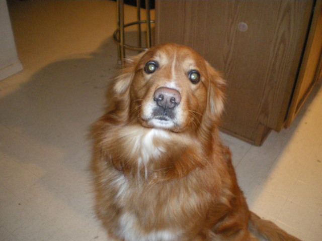 My family got a second dog, named Lucky