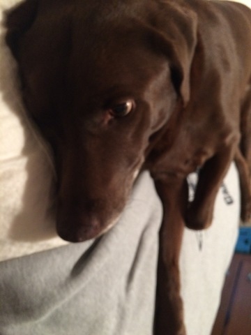 Bought my dog Cameron