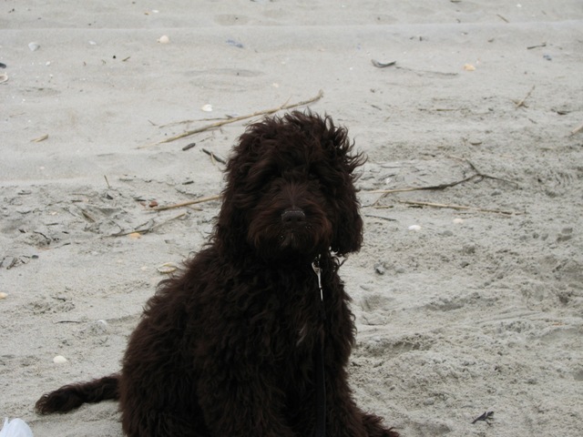 Adopted my labradoodle hershey