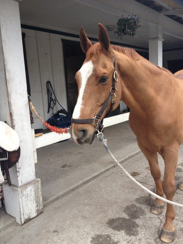 Leased my horse Ollie