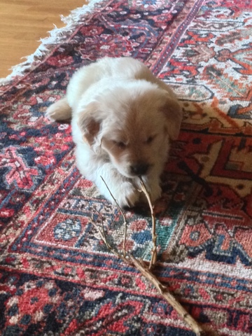 My Current Dog, Buddy was born