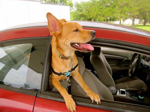 Adopted our first family dog