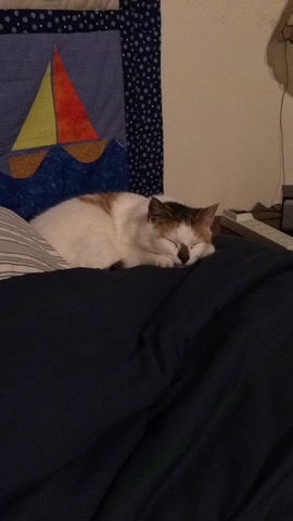 Got a cat named sydney