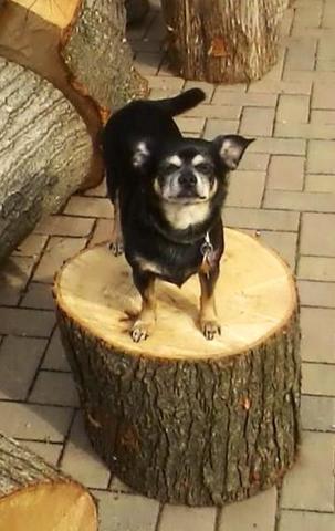 Adopted Kila (Chubby Chihuahua)