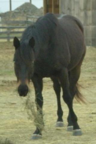 Adopted Ozzy Officially