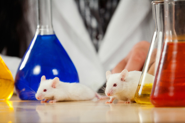 Single Gene Found To Boost Intelligence and Reduce Fear In Mice