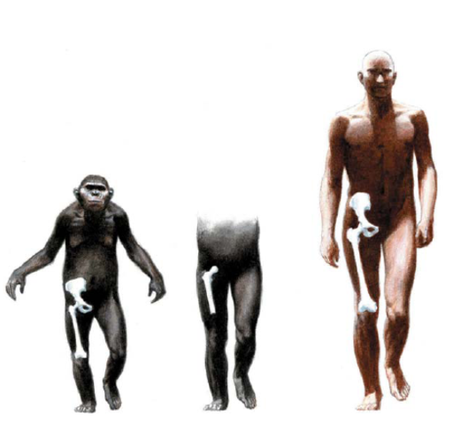 DESARROLLO DE LA HABILIDAD DE CAMINAR