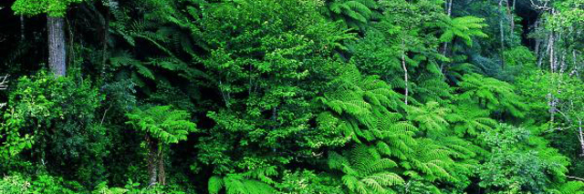 Foro Intergubernamental de Bosques