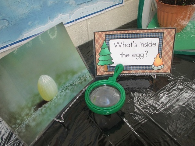 What's Inside the Egg?